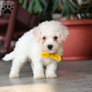 Rocky, Bichon Frise Puppy